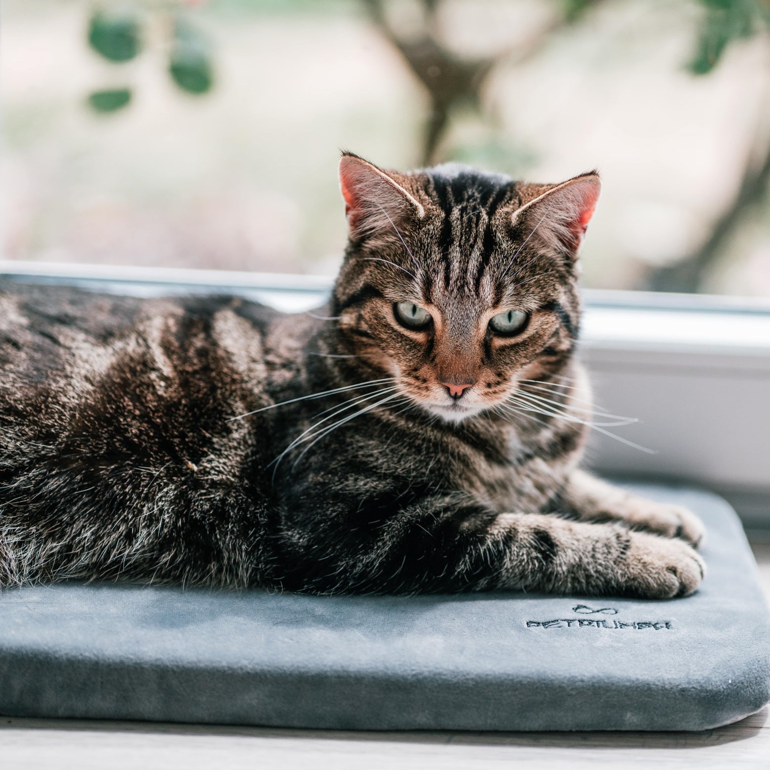 Katzenliege mit rutschfester Unterseite für Fensterbank – sorgt für Stabilität und Sicherheit für deine Katze.