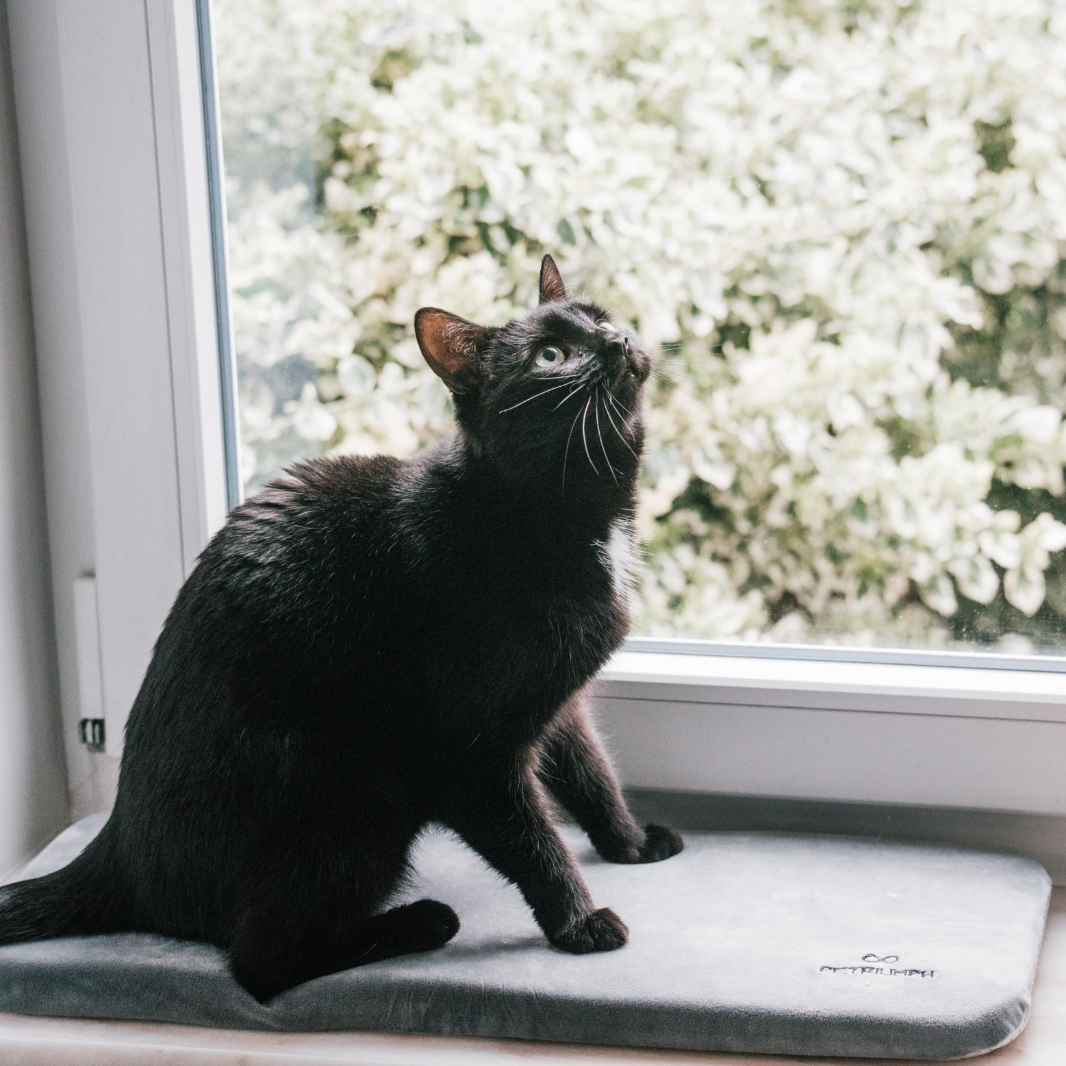 Schwarze Katze auf der Fensterbankliege – bequemer und sicherer Platz für Katzen auf der Fensterbank.